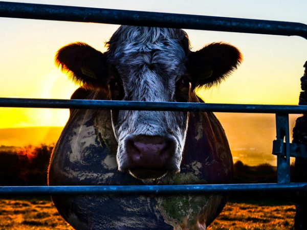 „Karvių sąmokslo teorija“ – filmas pasiilgusiems faktų